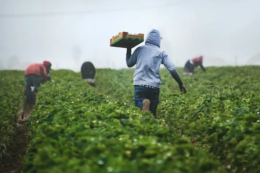 Farm workers harvesting in a field
